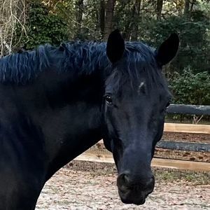 Meet your Posher, Carrie